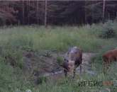 Лосиха с лосёнком попали в фотоловушку в Павлодарской области